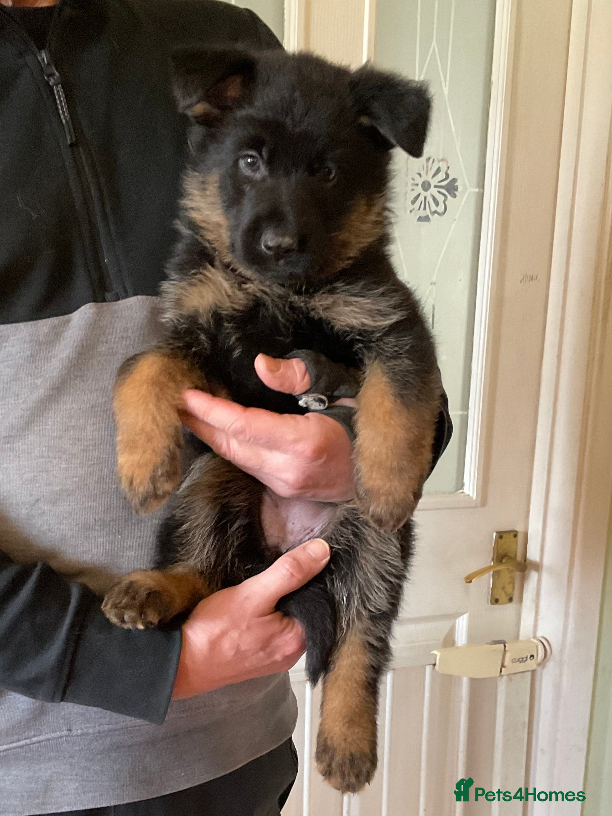 German Shepherd dogs Quality litter GSD @icepack kennels - Advert 4