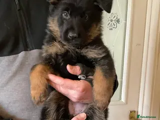 German Shepherd dogs Quality litter GSD @icepack kennels - Advert 4