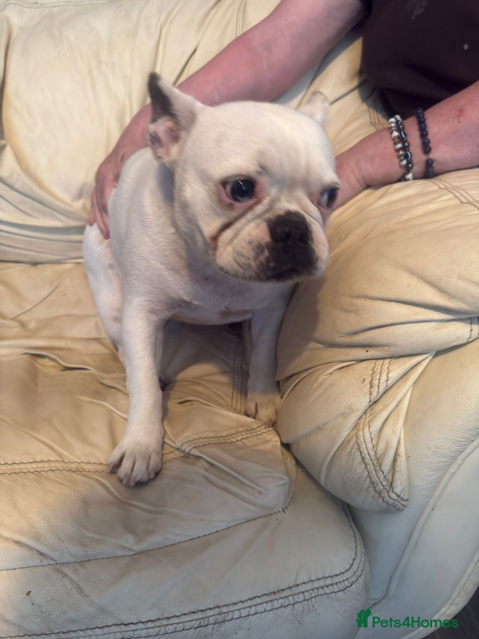 French Bulldog dogs 2 puppy French bulldogs  - Advert 1