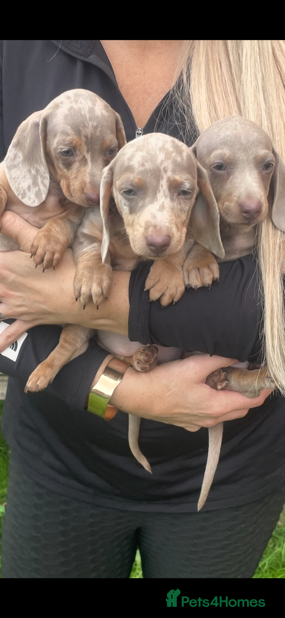 Miniature Dachshund dogs for sale: Ready now 💕 kc reg miniature dachshunds  - Image 4