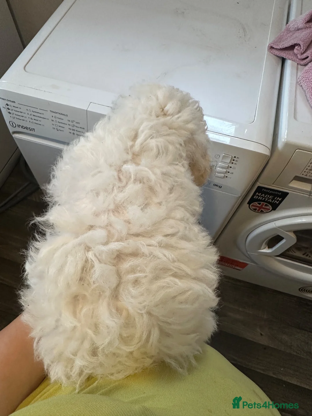Bichon Frise dogs for sale: For sale puppy bichon frise pure - Advert 1