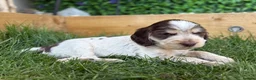 Cocker Spaniel dogs for stud: Cocker Spaniel STUD  - Advert 4