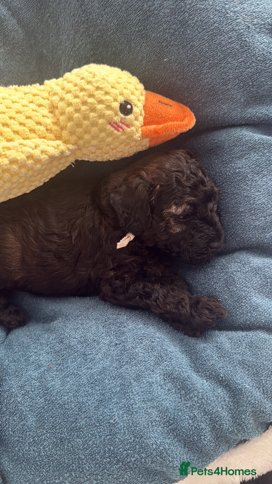 Mixed Breed dogs Toy x Miniature Poodle Puppies  - Advert 2