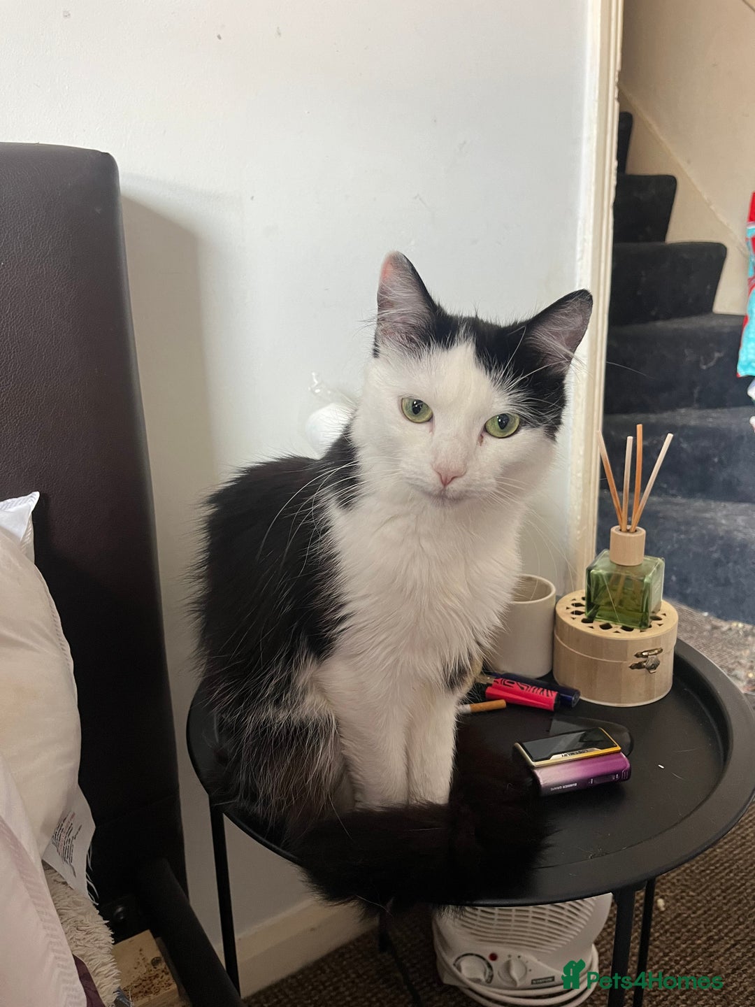 British Longhair cats for sale: 5 month old kittens for sale  - Image 5
