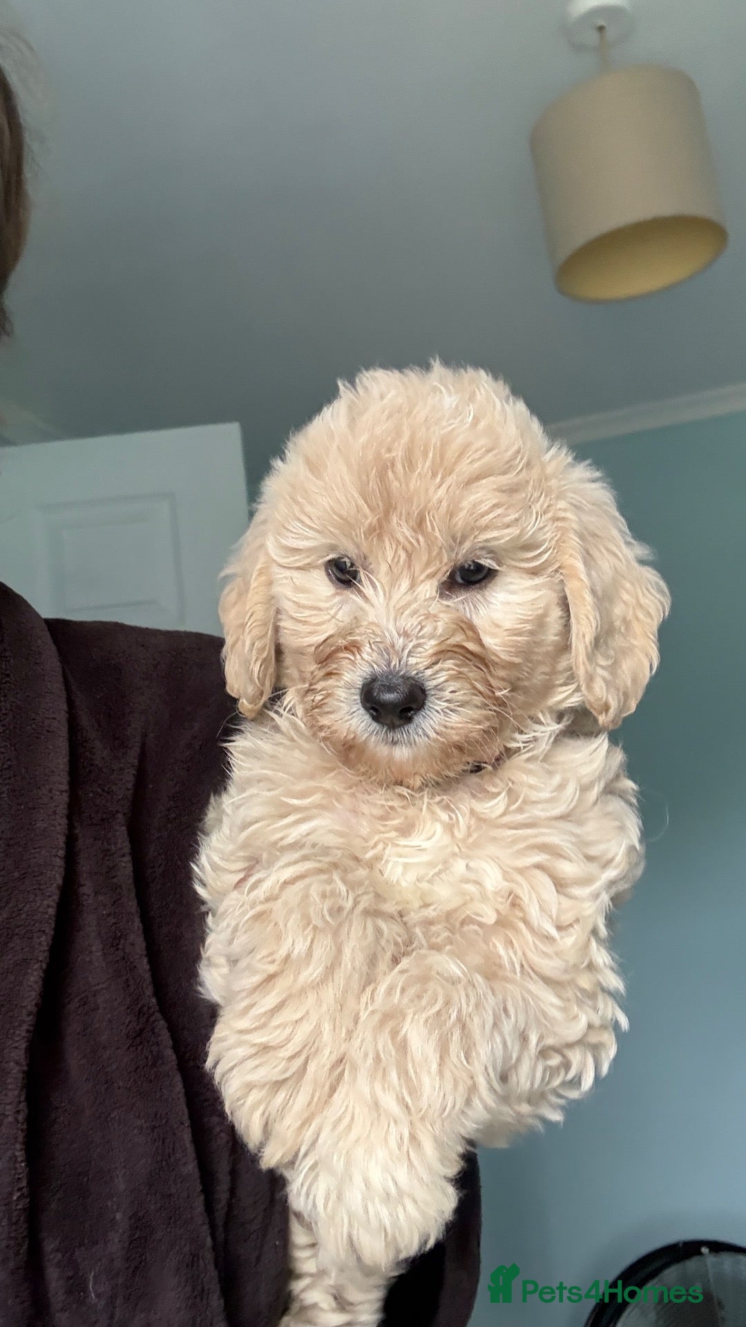 Mini Goldendoodle dogs F1B MINI GOLDENDOODLE PUPPIES – READY NOW 🐾 - Advert 2