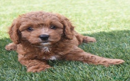 Cavapoo dogs for sale: Beautiful Toy Cavapoo Puppies for sale - Image 21