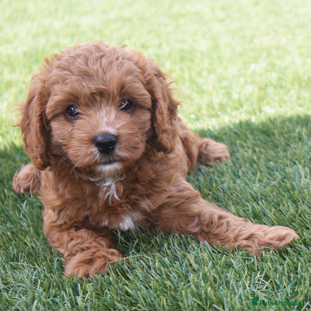Cavapoo dogs for sale: Beautiful Toy Cavapoo Puppies for sale - Image 21