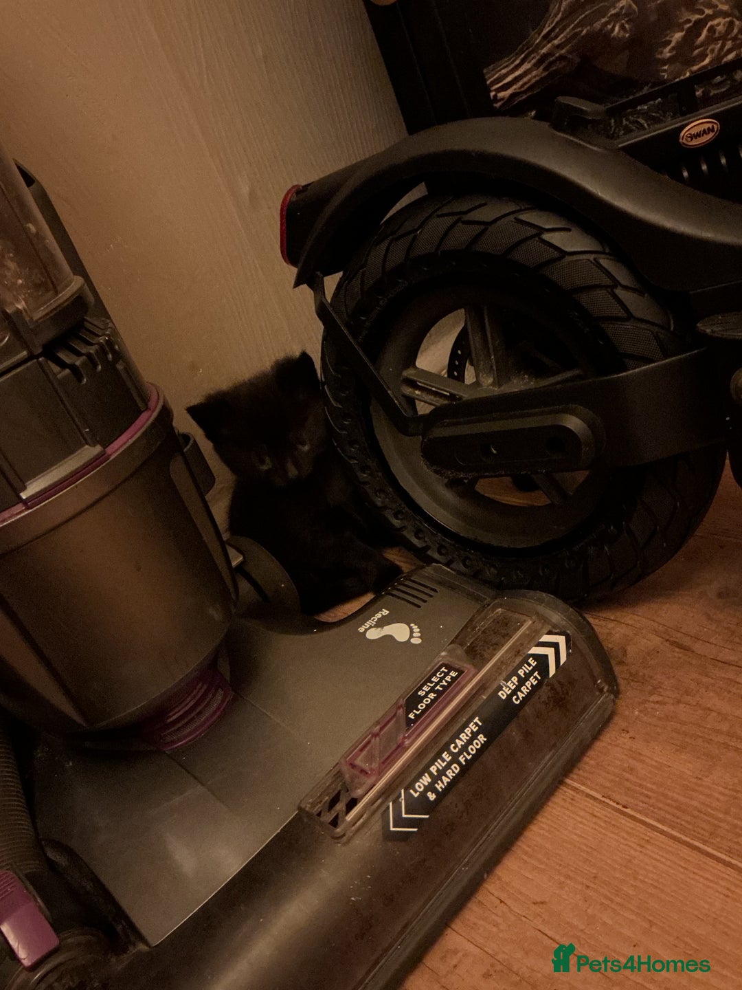 Mixed Breed cats for sale: 5 long haired kitten - Advert 7