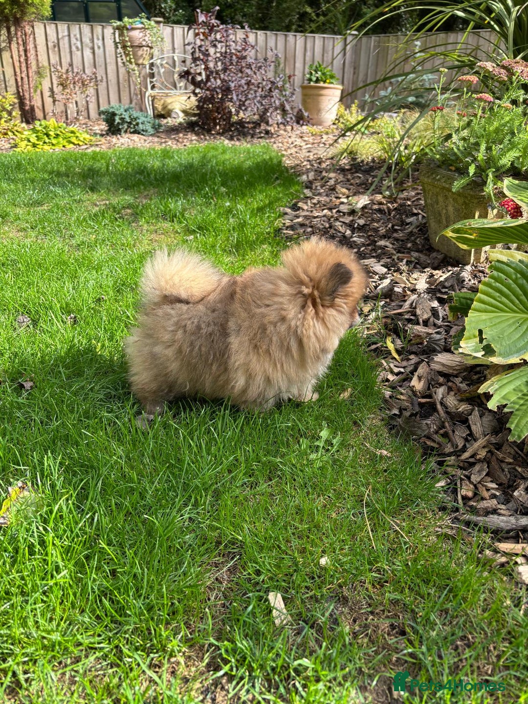 Pomchi dogs for sale: Adorable Pomchi Boy Available Now. - Image 2