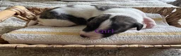 Whippet dogs for sale: 🐾 Beautiful KC Registered Whippet Puppies 🐾 in Aberdare - Advert 12
