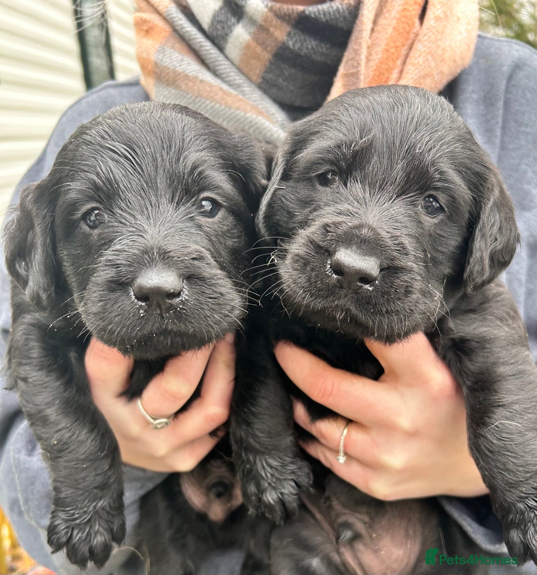 Labradoodle dogs for sale: Labradoodle puppy’s!  - Advert 1
