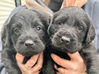 Labradoodle dogs Labradoodle puppy’s! - Advert 5