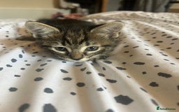 Domestic Shorthair cats for sale: BEAUTIFUL KITTENS FOR SALE, READY TO GO 29th AUG - Image 2