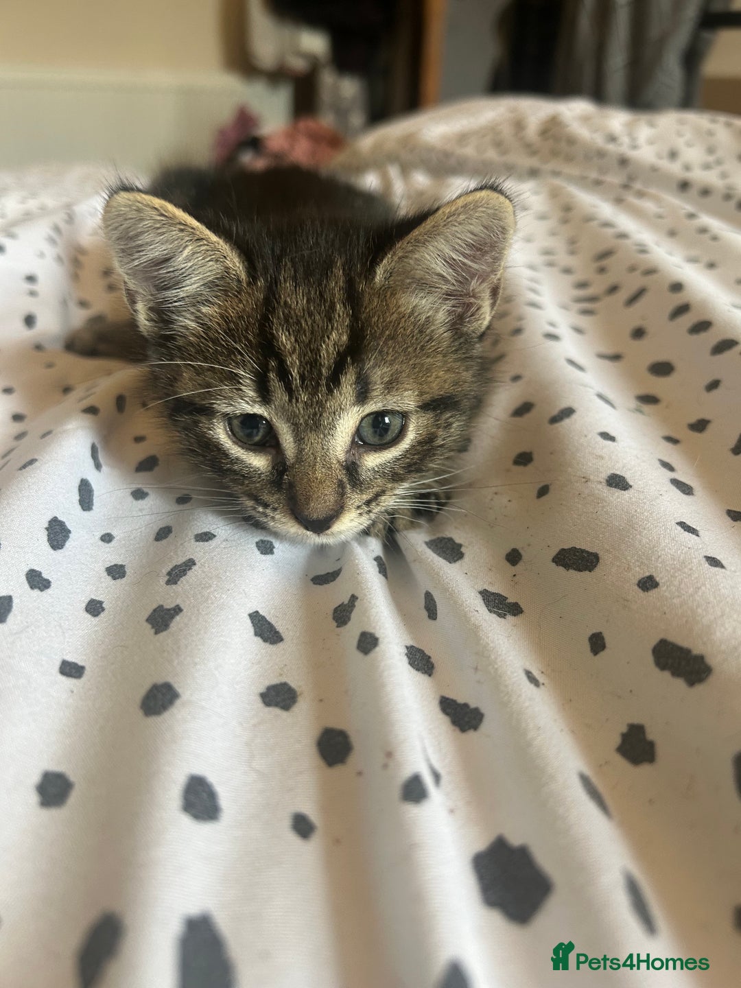 Domestic Shorthair cats for sale: BEAUTIFUL KITTENS FOR SALE, READY TO GO 29th AUG - Image 2