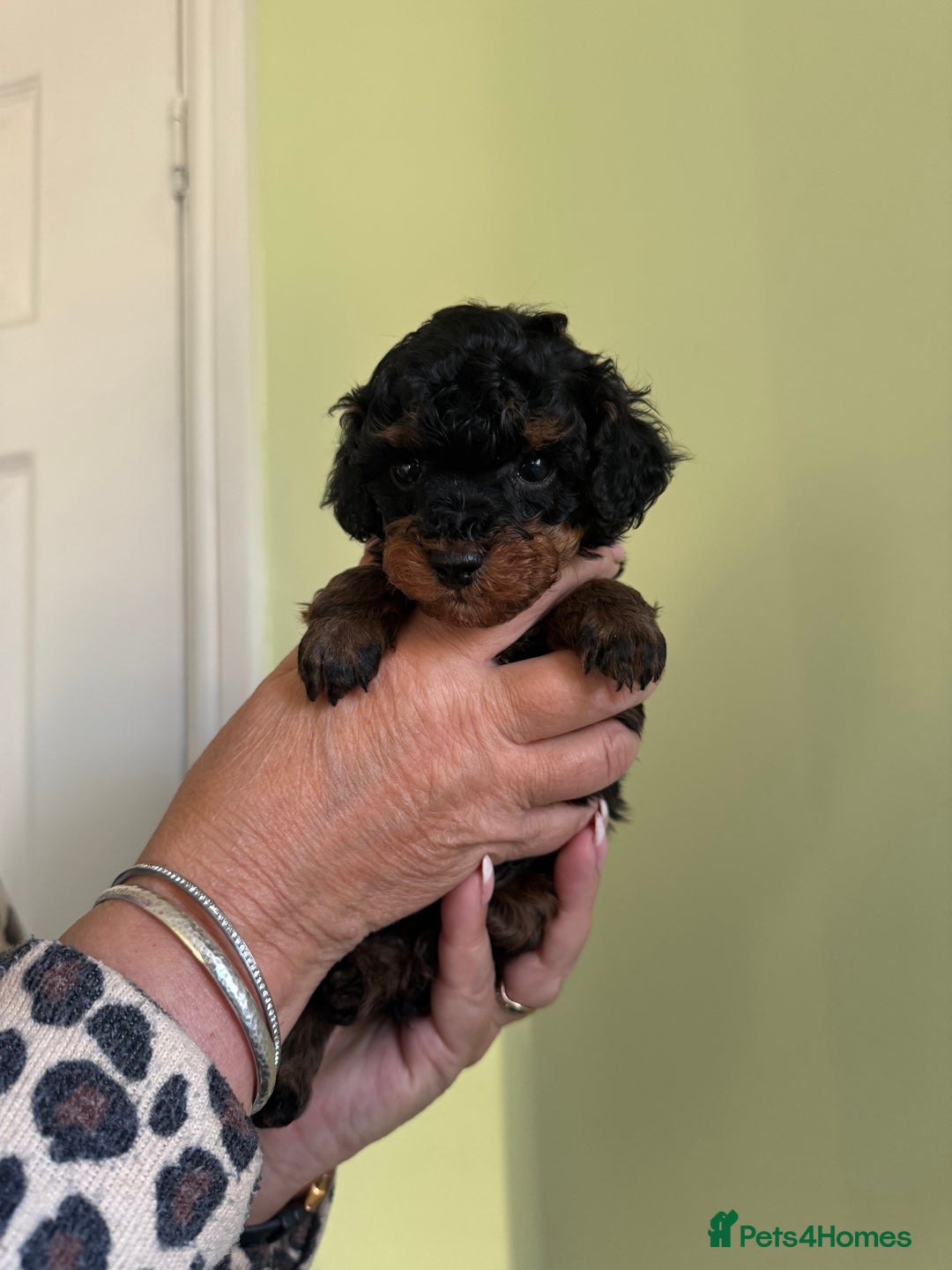 Toy Poodle dogs for sale:  2 Beautiful Tiny Toy poodle Boys available  - Advert 2