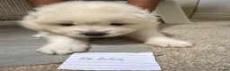 Samoyed dogs for sale: Samoyed pups - Advert 13