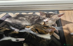 Mixed Breed cats for sale: 🐾 6 Adorable Kittens Looking for Loving Homes!  - Image 17