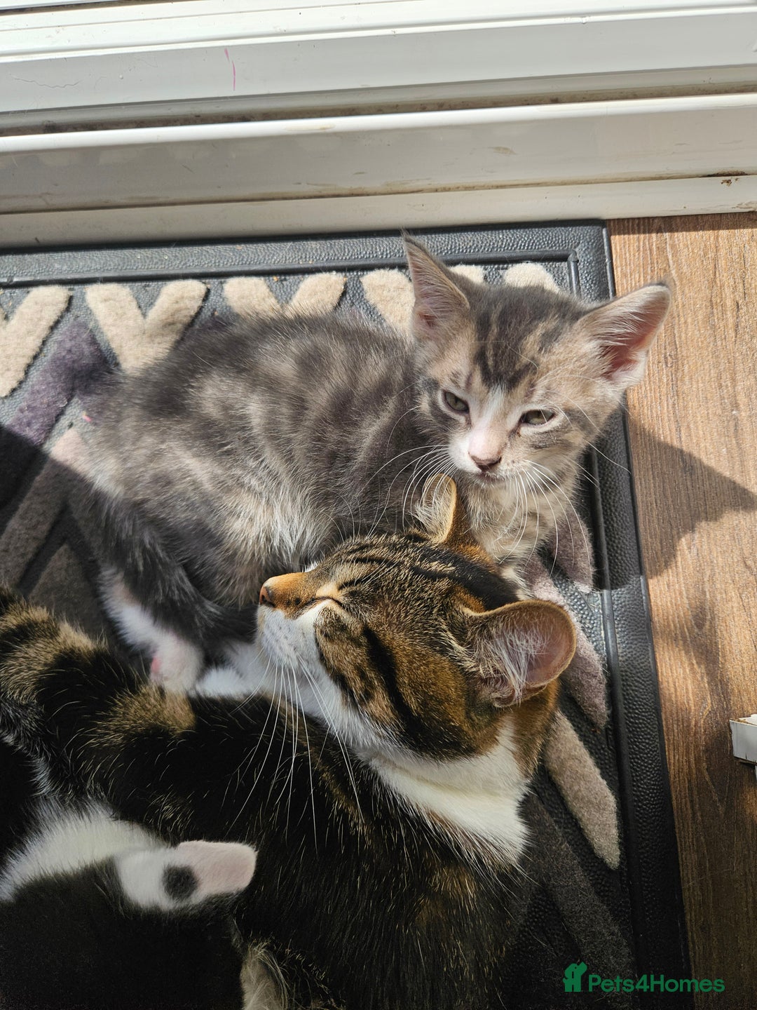 Mixed Breed cats for sale: 🐾 6 Adorable Kittens Looking for Loving Homes!  - Image 17
