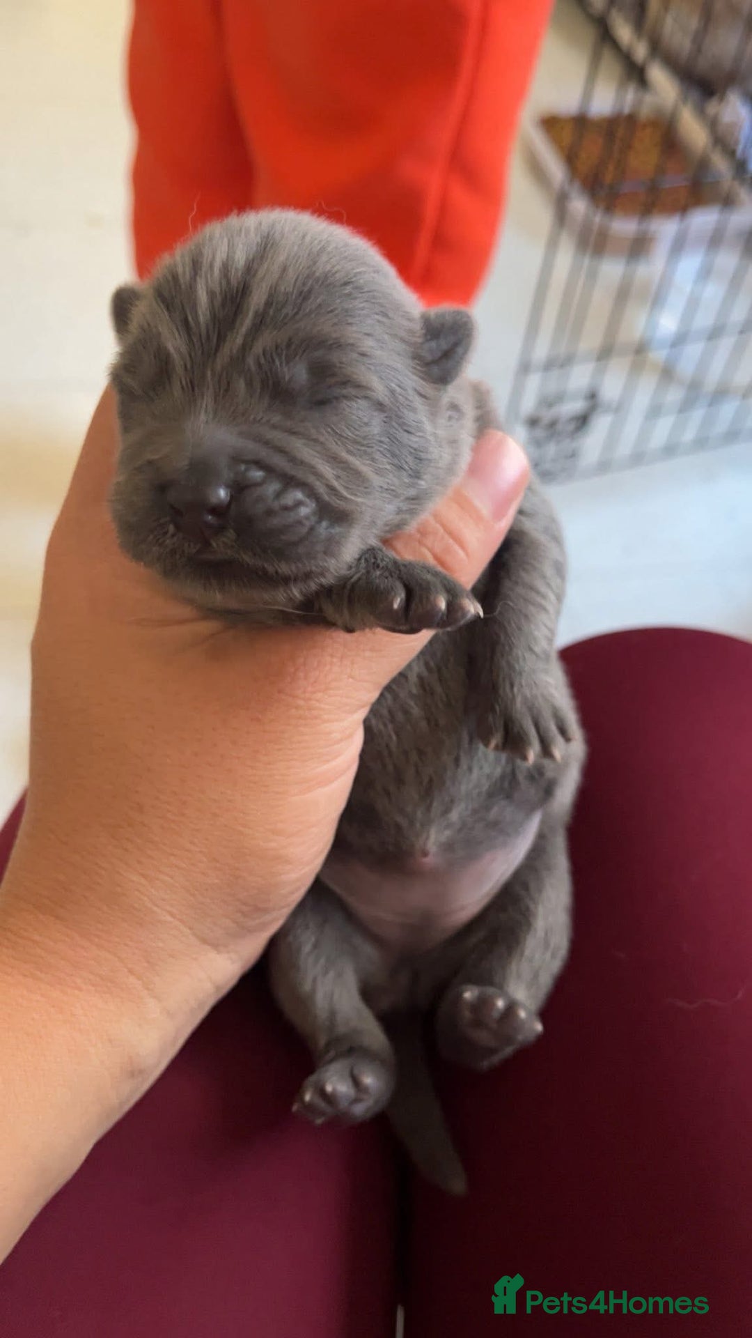 Chow Chow dogs for sale: Chow Puppies – Cream, Grey & Merle Available - Advert 10