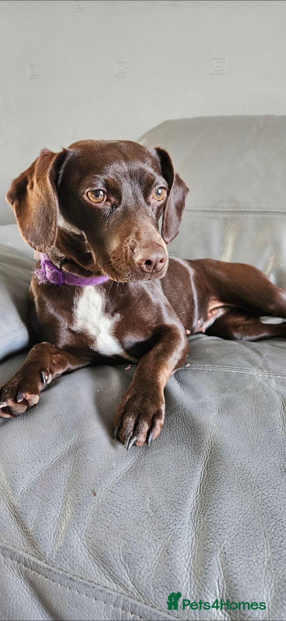 Mixed Breed dogs Beautiful Female Young Dog - Advert 1