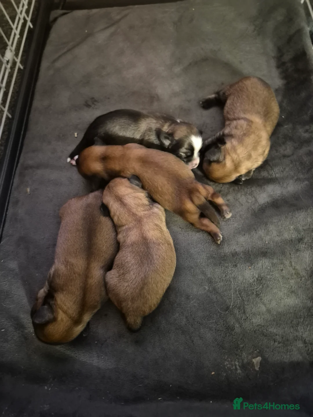 Malshi dogs for sale: 5 beautiful puppies, all been reserved now  - Advert 13