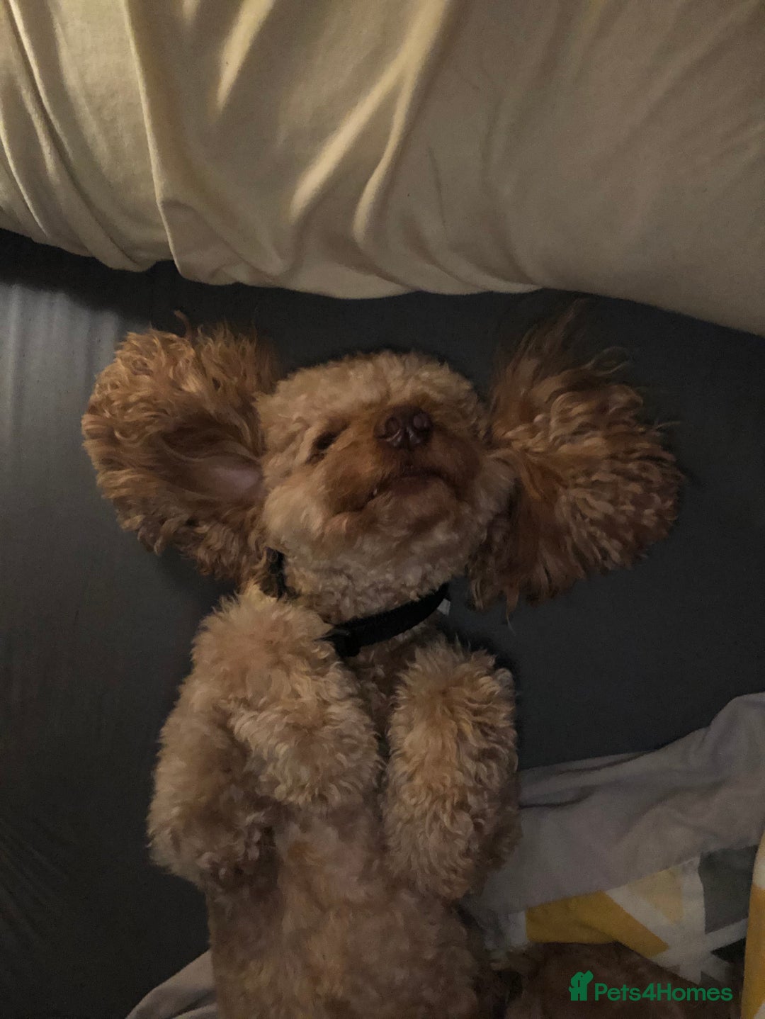 Miniature Poodle dogs for stud: Stud miniature poodle, East Sussex / Kent - Advert 3