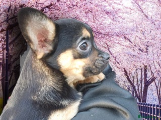 French Bulldog dogs ❤️⭐️ Adorable Frenchie poms ❤️⭐️ - Advert 12