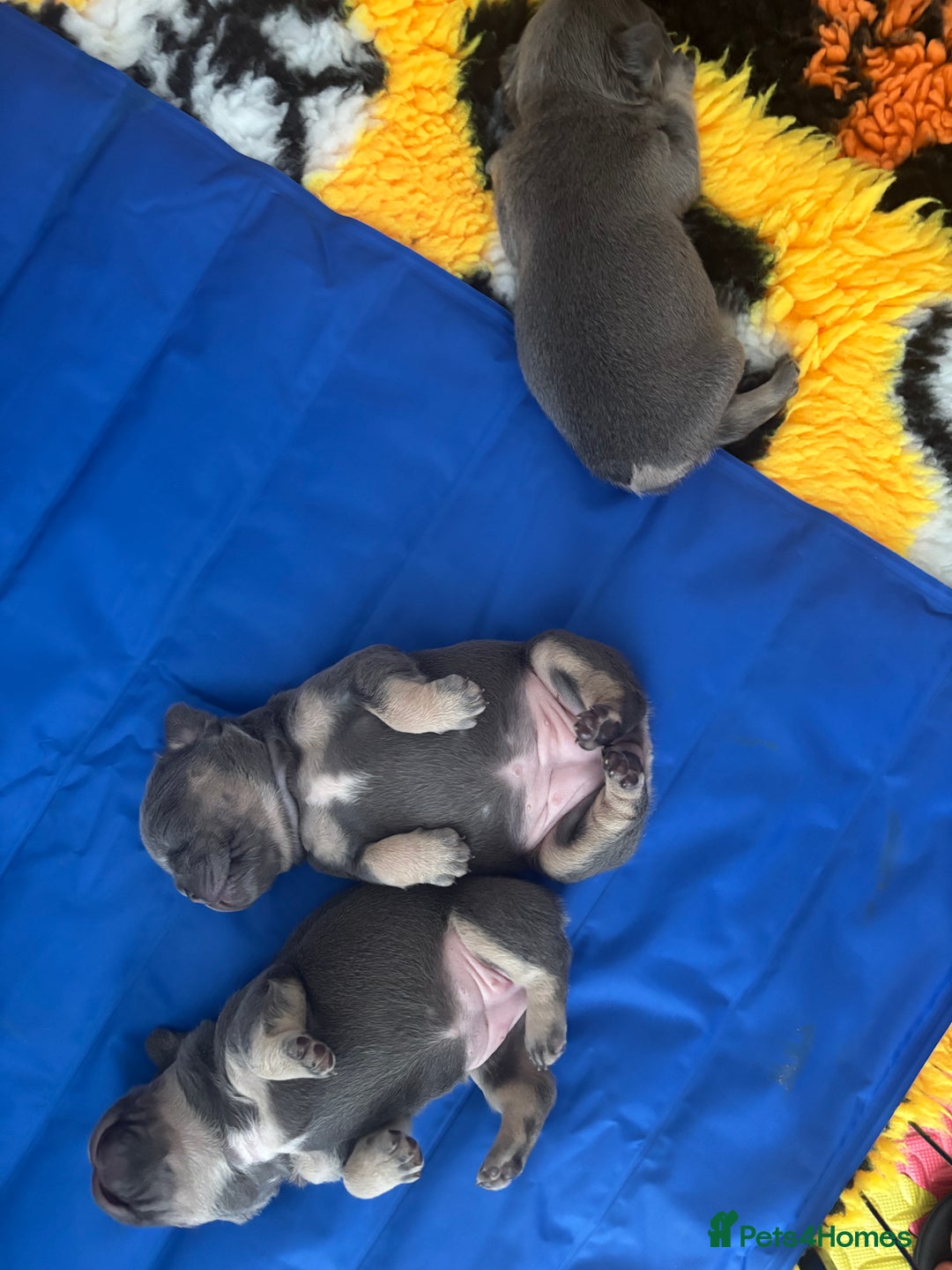 French Bulldog dogs for sale: 3 Female French bulldog puppies  - Image 11