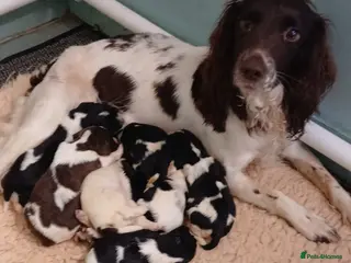 English Springer Spaniel dogs English Springer Spaniel Puppies - 5 Star Licence - Advert 1