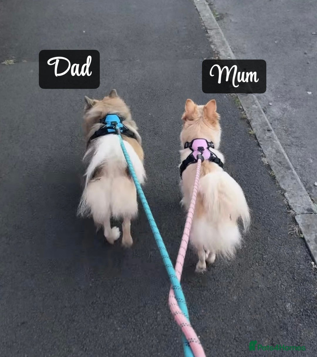 Pomchi dogs for sale: Pomchis  - Advert 2