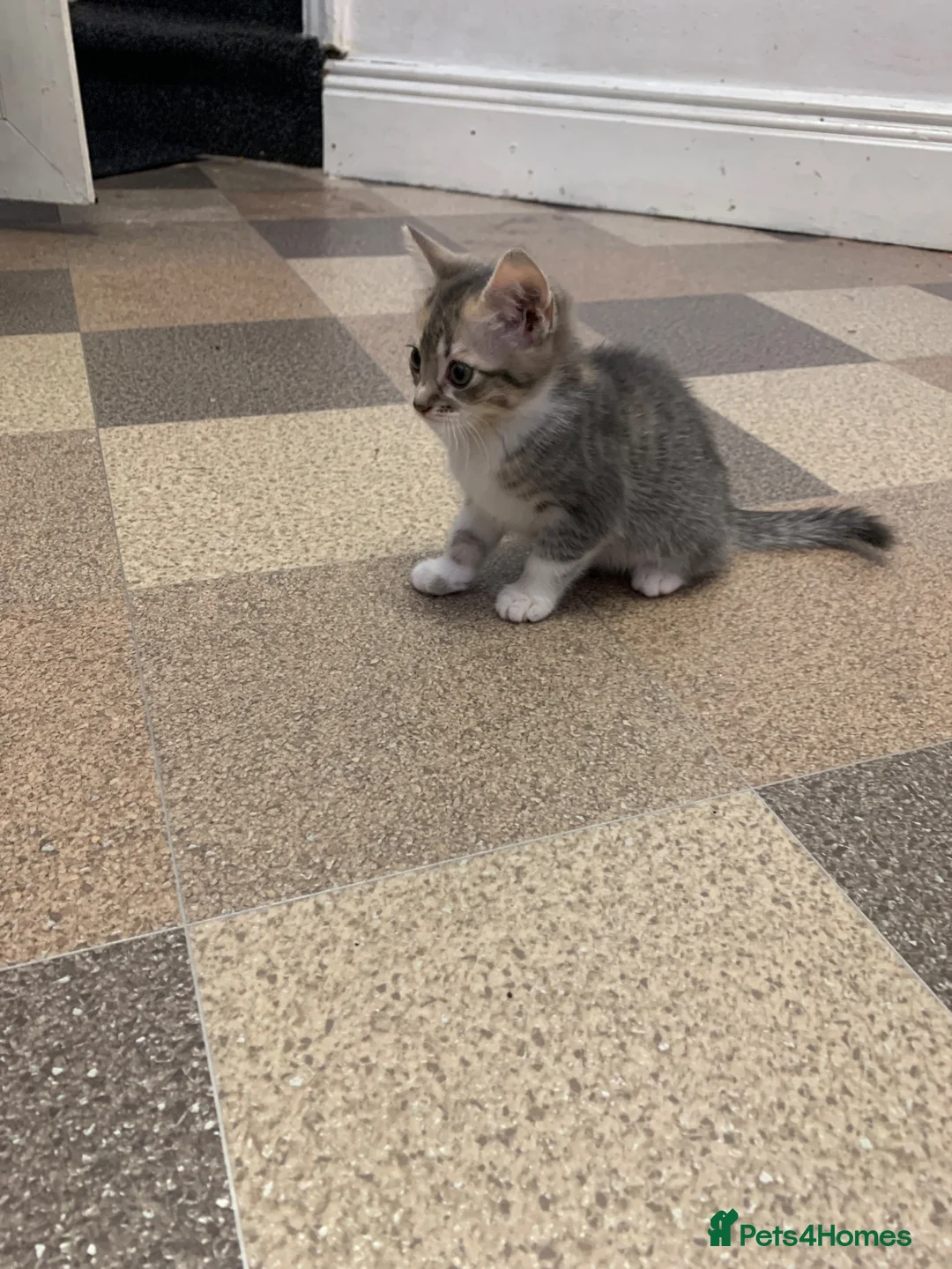 Mixed Breed cats for sale: Everyone is available  - Advert 1