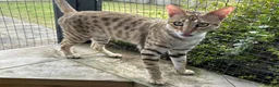 Savannah cats for sale: Beautiful Golden Savannah Girl Scampi - Advert 5