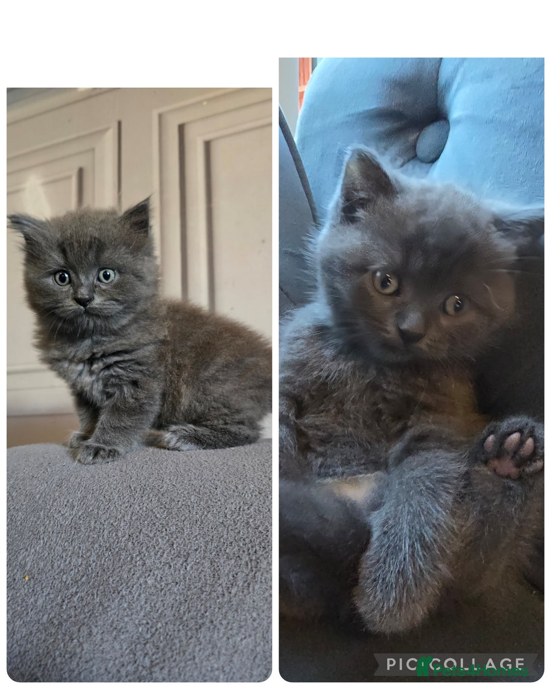 British Shorthair cats for sale: Gorgeous half British short-hair kittens - Image 1
