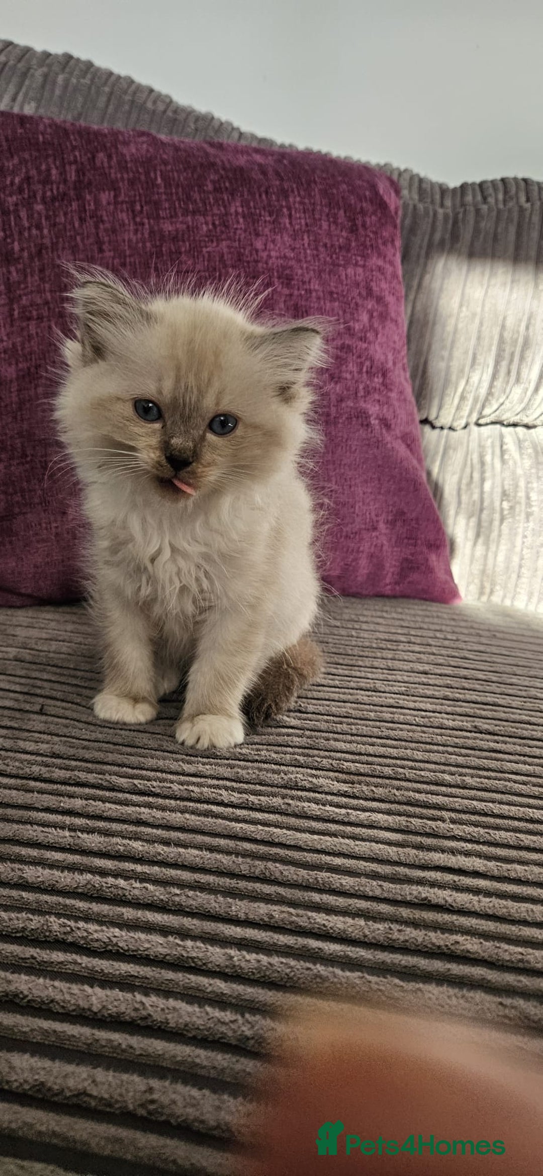 Ragdoll cats for sale: Stunning Ragdoll kittens looking for new homes - Image 16