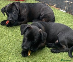 Mixed Breed dogs - Advert 4