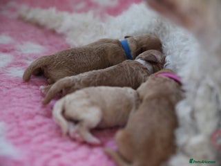 Maltipoo dogs Maltipoo/Miniature Poodle Puppies - Advert 2