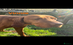 Hungarian Vizsla dogs for sale: Adult Hungarian vizslas 1 male 3 female  - Image 2
