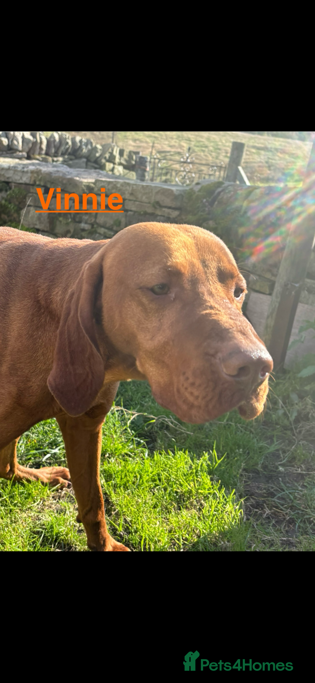 Hungarian Vizsla dogs for sale: Adult Hungarian vizslas 1 male 3 female  - Image 2