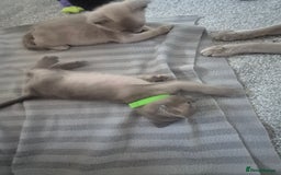 Burmese cats for sale: Burmese kittens for sale in Doncaster - Image 5