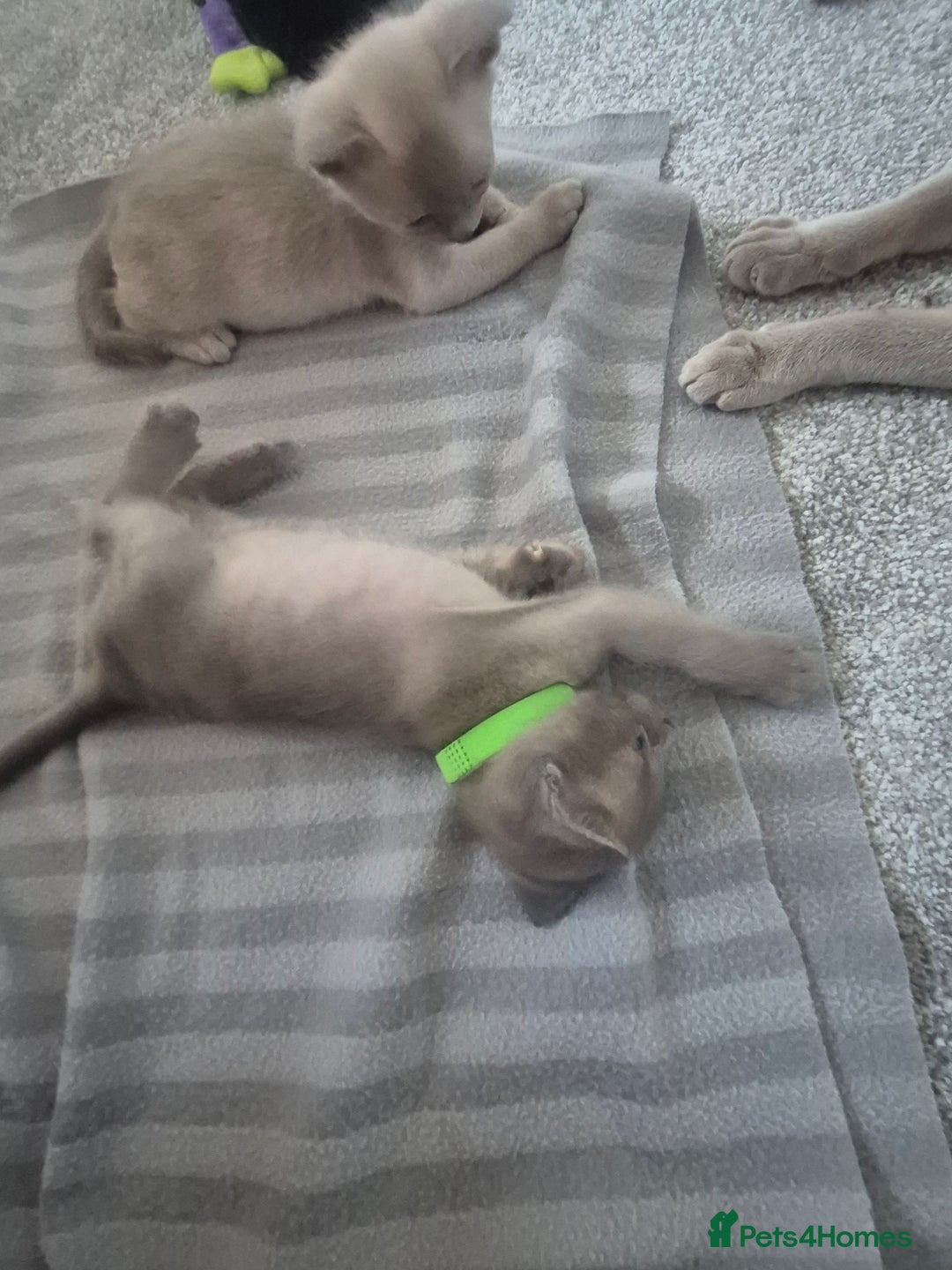 Burmese cats for sale: Burmese kittens for sale in Doncaster - Image 5