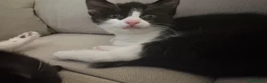Mixed Breed Kitten 2