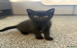 Maine Coon cats for sale: Part maine coon kitten male - Image 1