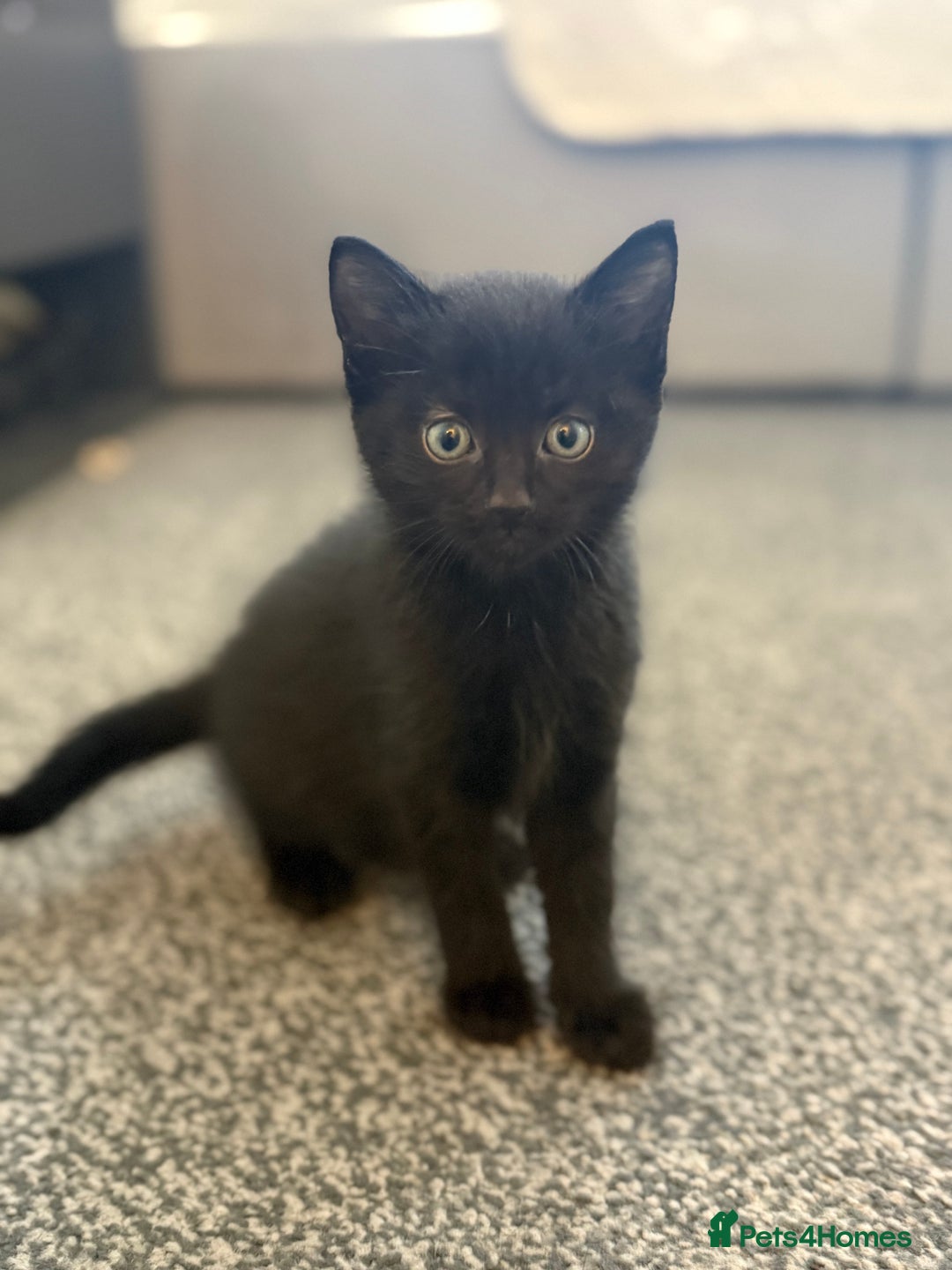 Maine Coon cats for sale: Part maine coon kitten male - Image 1