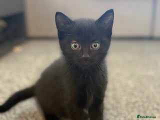 Maine Coon cats - Advert 21