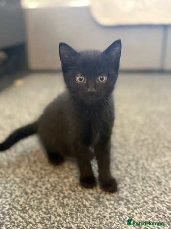 Maine Coon cats - Advert 5