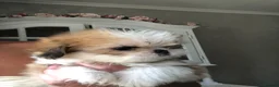 Mixed Breed dogs for sale: Beautiful fluffy Shih tzu baby boys - Advert 8