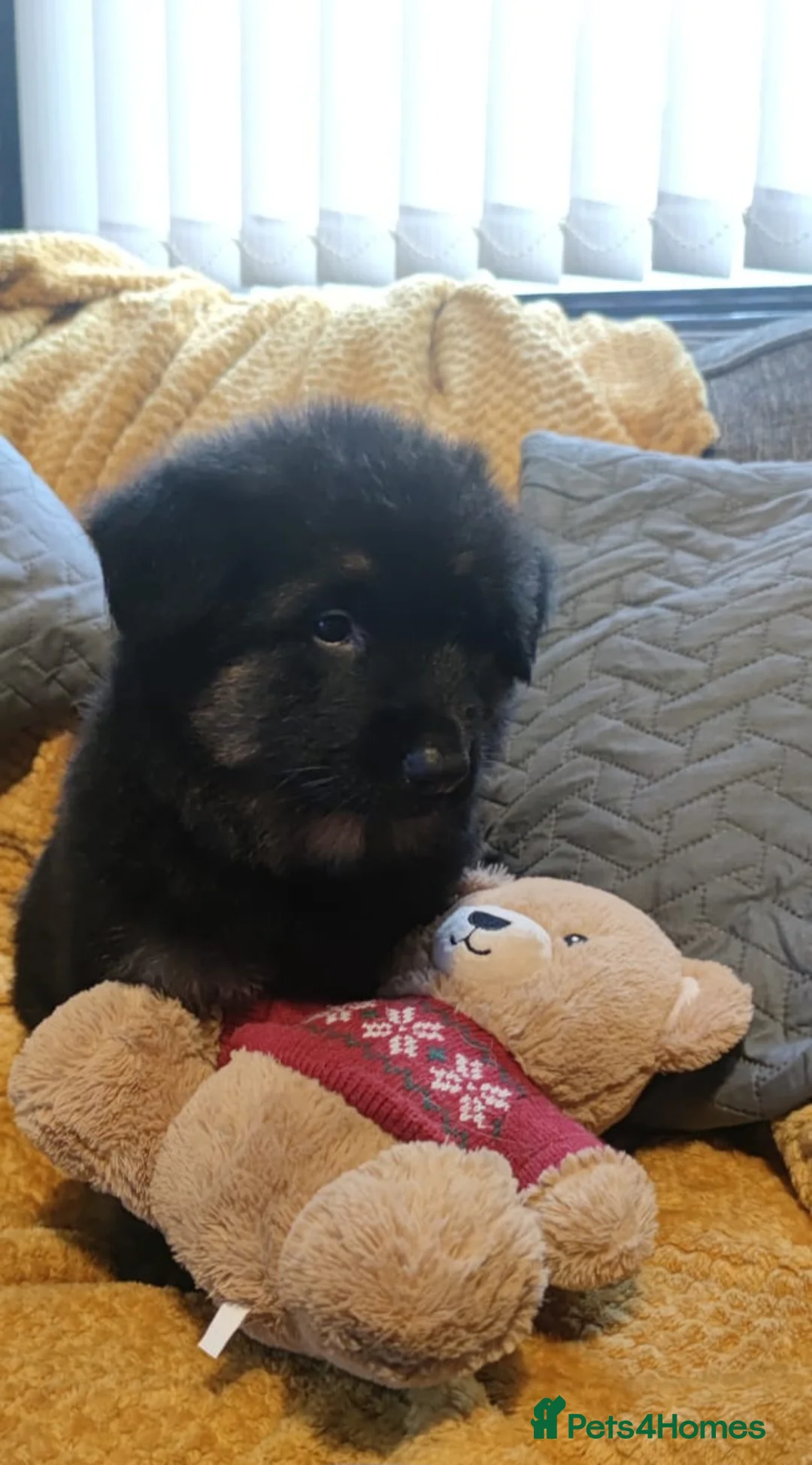 German Shepherd dogs for sale: Kc registered German shepherd puppies - Advert 15