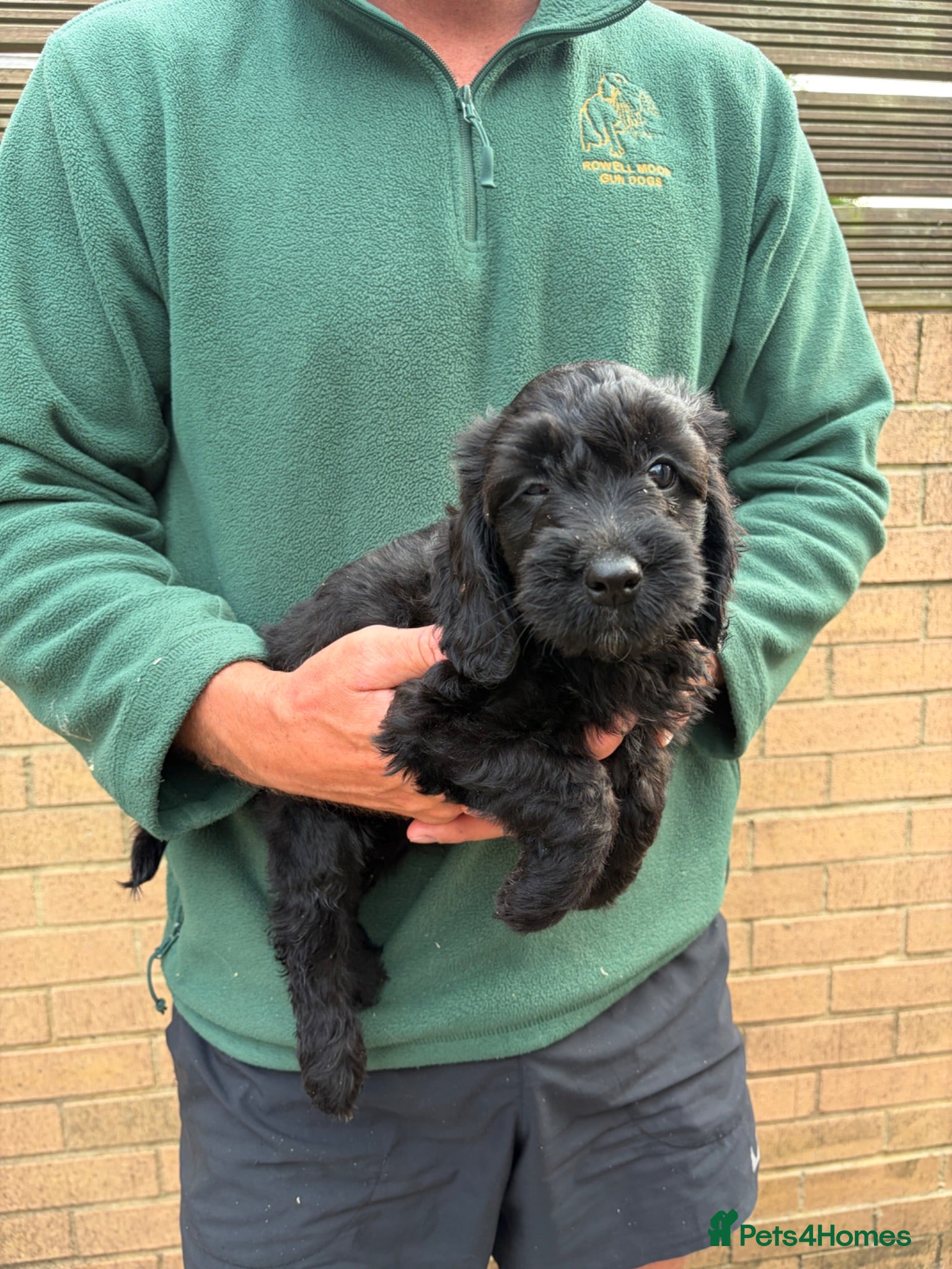 Sproodle dogs Beautiful Sproodles for sale F1 - READY NOW - Advert 6