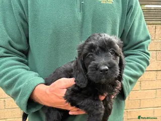Sproodle dogs Beautiful Sproodles for sale F1 - READY NOW - Advert 3