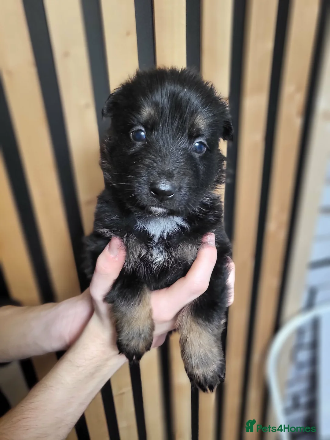 German Shepherd dogs for sale: German Shepherd/Alsatian puppies - Advert 19